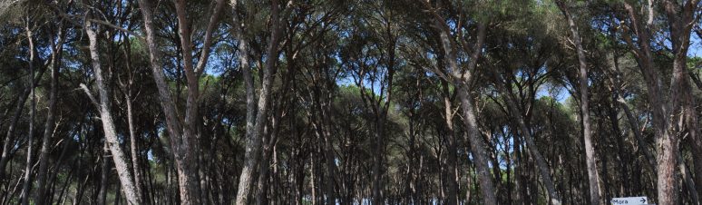 Mata Nacional de Cabeção