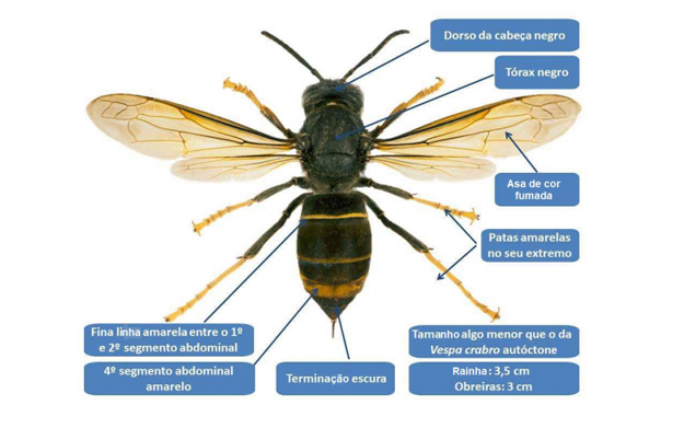 Vespa Asiática