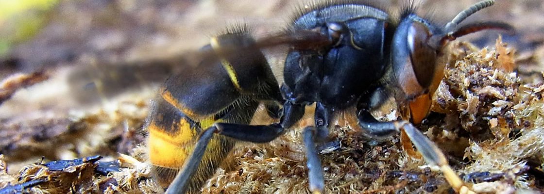 Câmara Municipal de Mora combate a vespa velutina