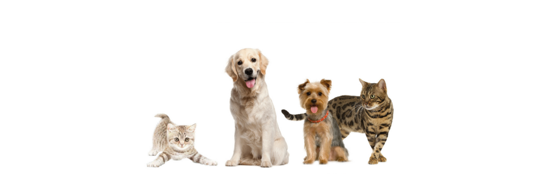 Câmara Municipal de Mora promove campanha solidária de esterilização de animais de companhia