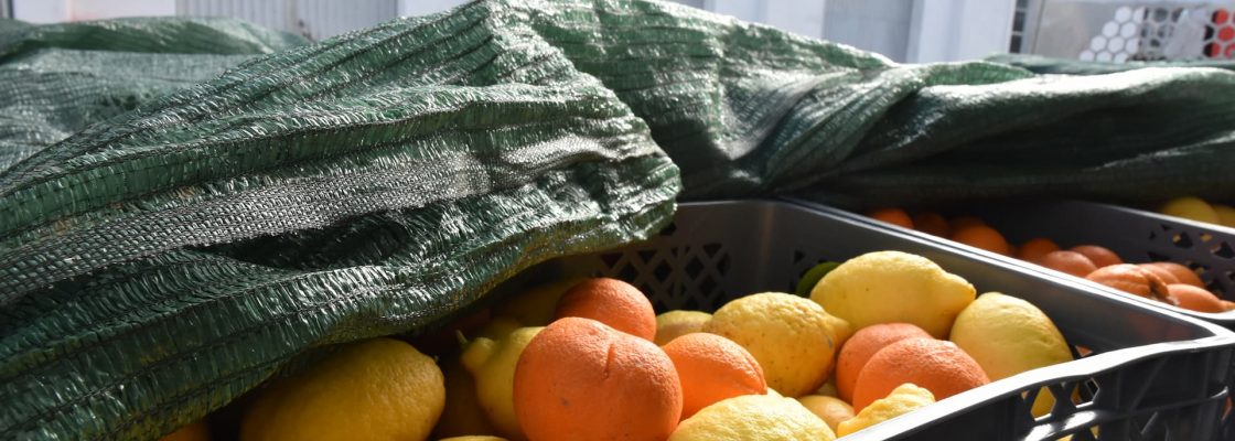 Fruta recolhida enviada para a Ucrânia