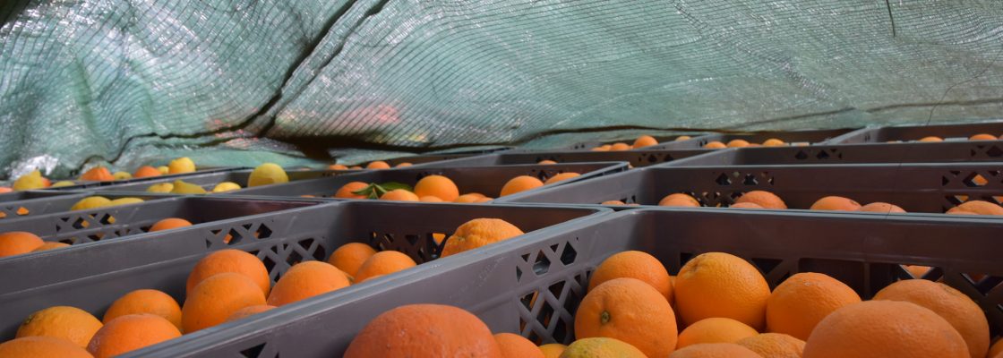 Fruta recolhida enviada para a Ucrânia