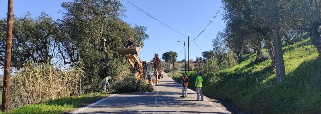 Município de Mora apela para a necessidade limpeza de terrenos