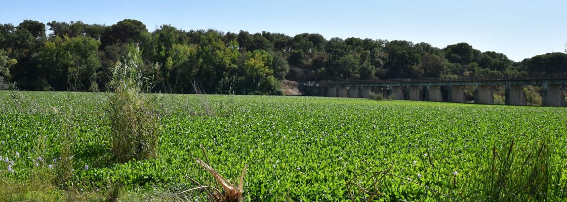 Aquisição de equipamento para remoção de jacintos-de-água com financiamento aprovado