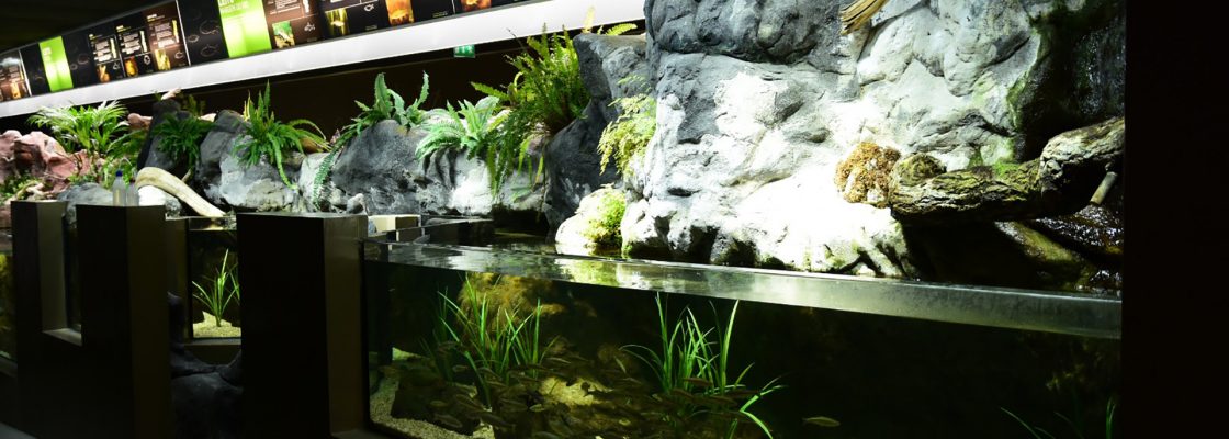 Fluviário de Mora encerrado para manutenção