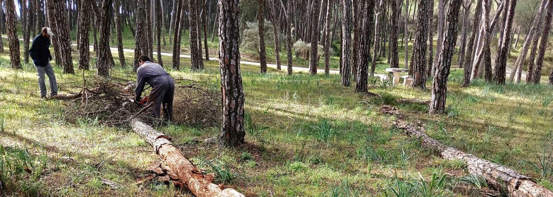 Município de Mora colabora com ICNF em campanha de segurança