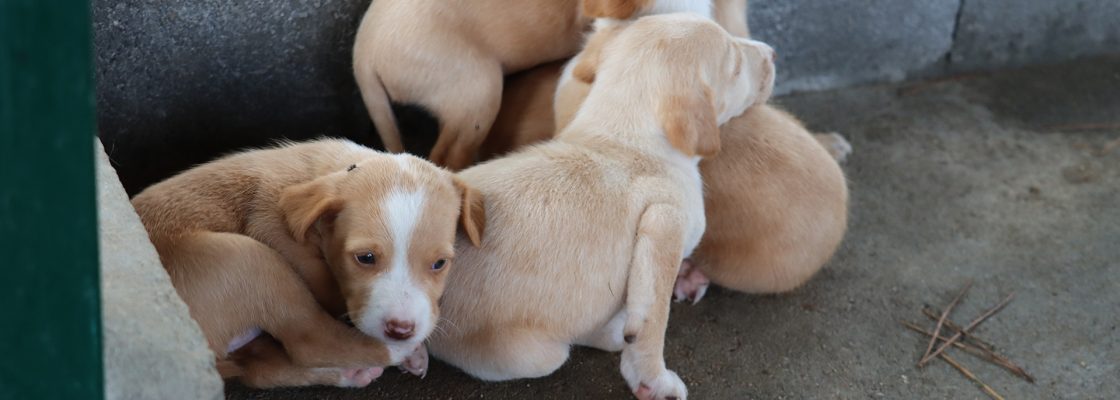 Município de Mora promove adoções responsáveis