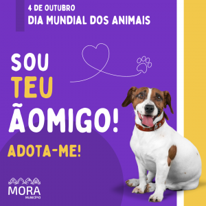 Município de Mora lança campanha para adoção responsável de animais de companhia