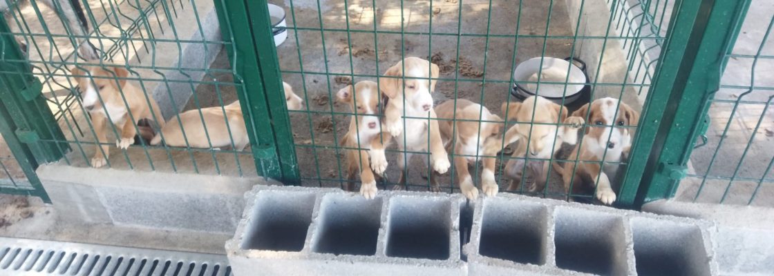 Município de Mora promove adoções responsáveis