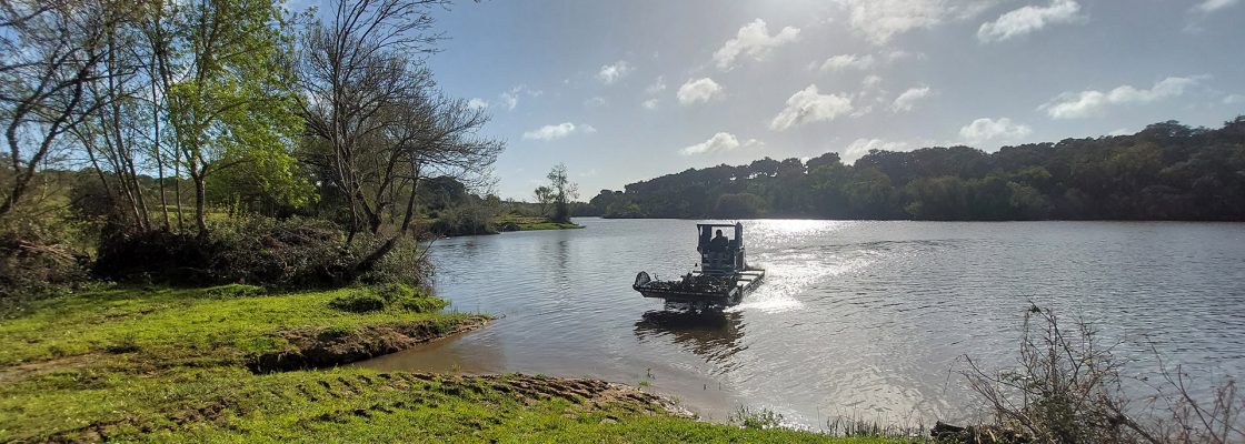 Município de Mora remove jacintos de água