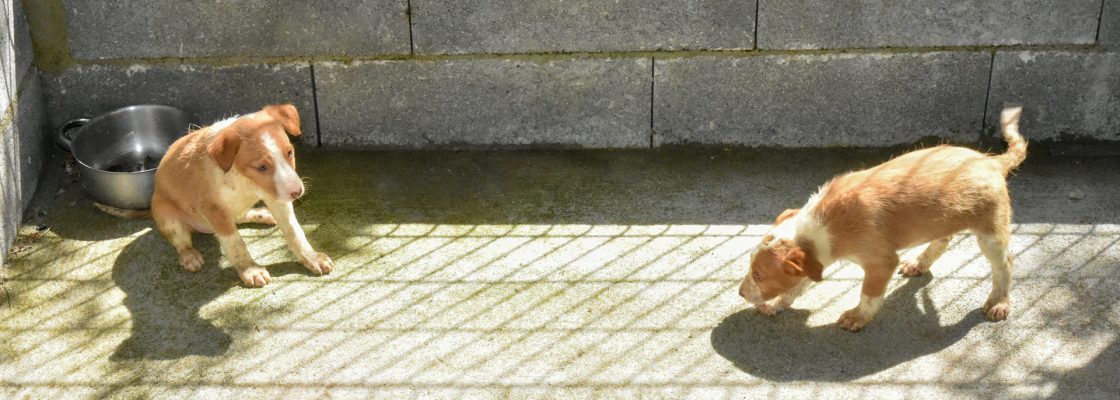 Município de Mora promove adoções responsáveis