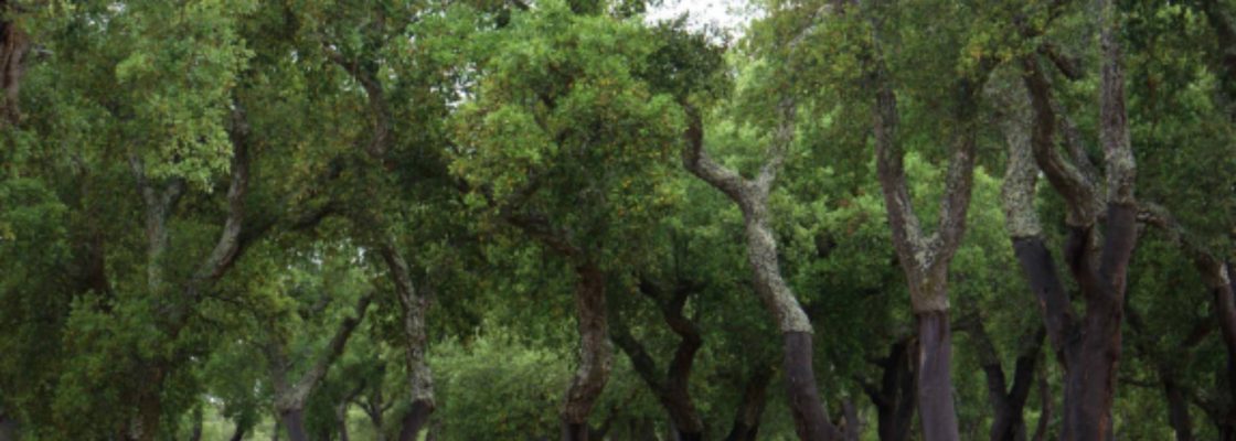 Exposição “Tirada da Cortiça: Antes e Depois”