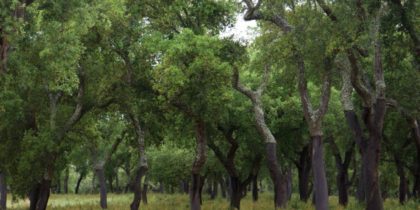 Exposição “Tirada da Cortiça: Antes e Depois”
