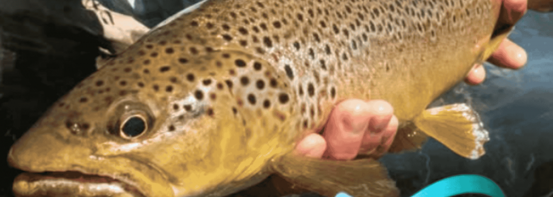 Município de Mora integra Projeto Europeu LIFE REVIVE