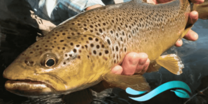 Município de Mora integra Projeto Europeu LIFE REVIVE