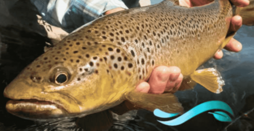 Município de Mora integra Projeto Europeu LIFE REVIVE