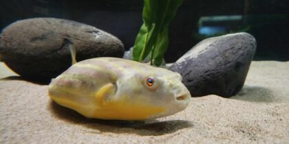 Fluviário de Mora celebra 19.º Aniversário com campanha de desconto e atividades na Sala de Aula