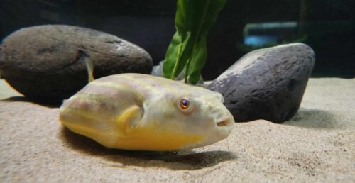 Fluviário de Mora celebra 19.º Aniversário com campanha de desconto e atividades na Sala de Aula