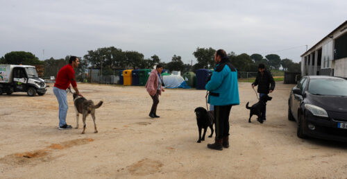 CERCIMOR junta-se ao Município em iniciativa de bem-estar animal