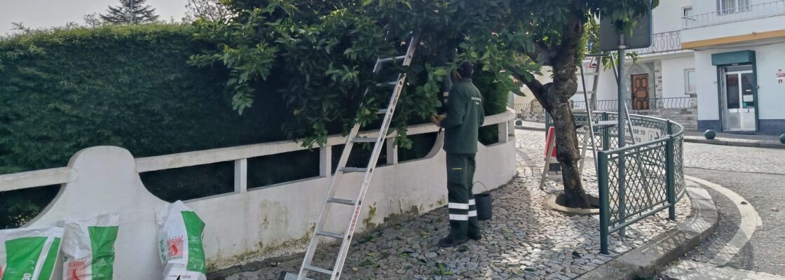 Município de Mora disponibiliza laranjas aos Municípes