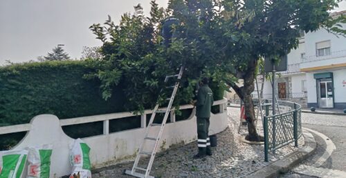 Município de Mora disponibiliza laranjas aos Municípes